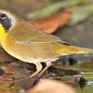 Common Yellowthroat